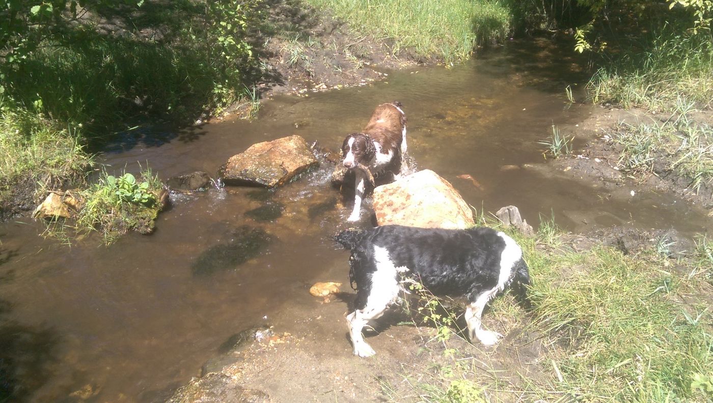 Maggie wading through a creek with a stick in her mouth while a black and white Springer waits on the bank.