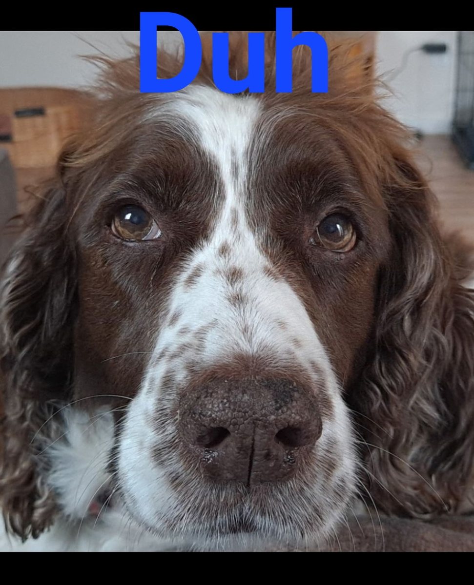 Close-up of Maggie’s face with the word Duh above her head.