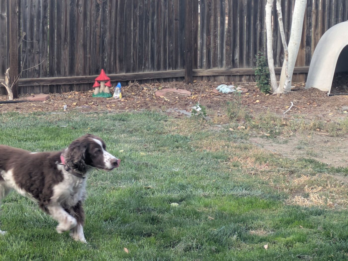 Maggie in the backyard with the tip of her tongue poking out.