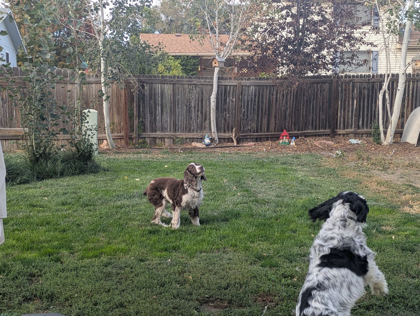 Maggie in the backyard looking up while a black and white Springer leaps nearby.
