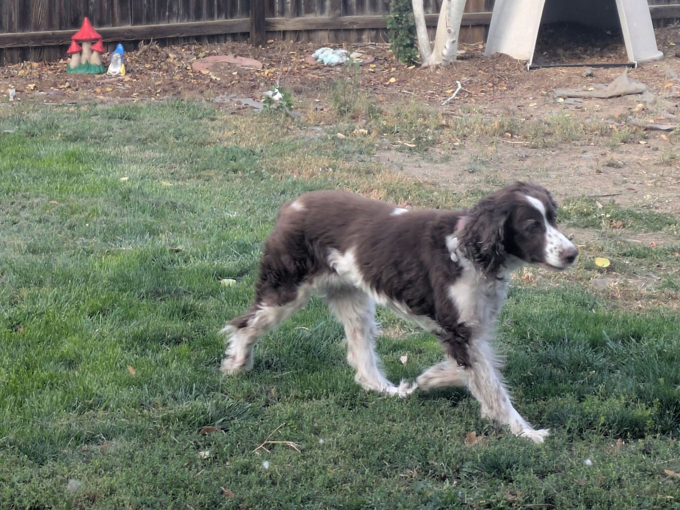 Maggie walking across the backyard grass.