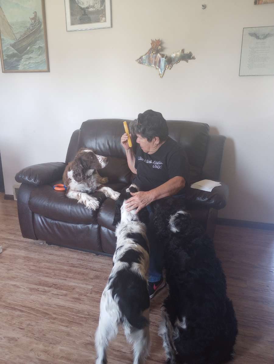 Maggie up on a leather couch eyeing a treat while two other dogs wait on the floor.