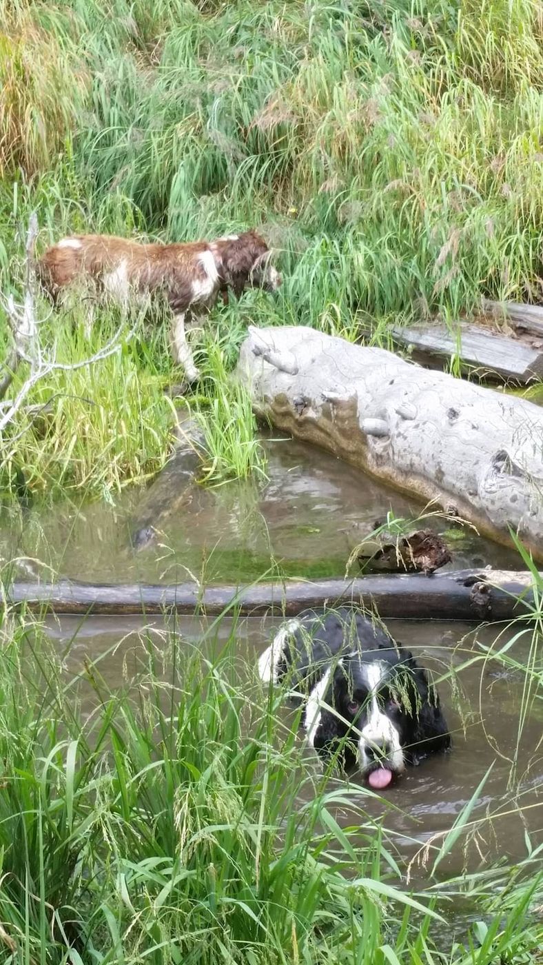 Maggie on a grassy creek bank while Otto stands in the water below, tongue out.