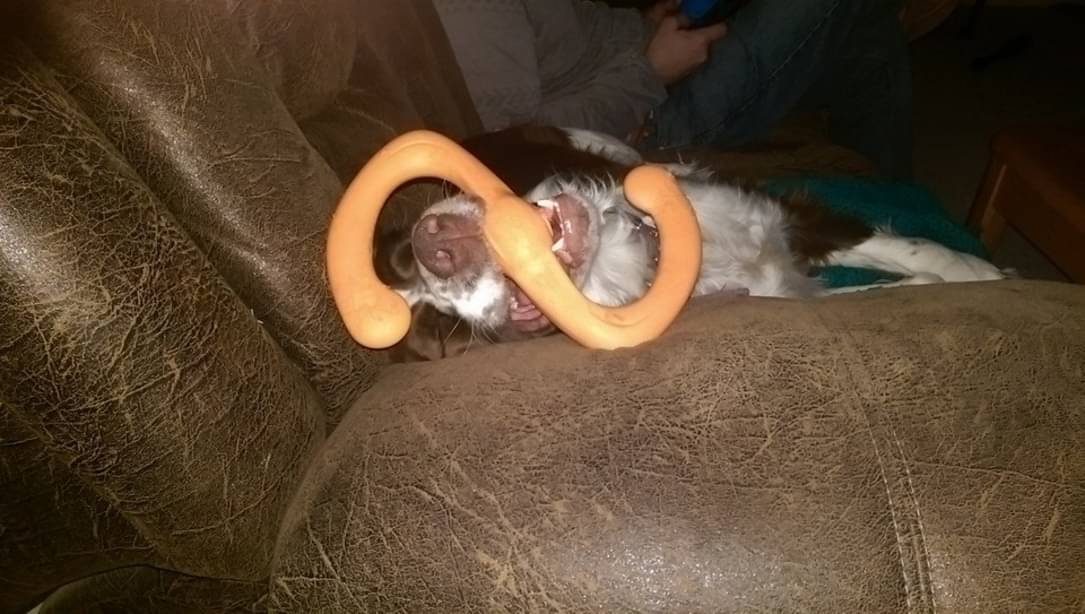 Maggie upside down on a leather couch, chomping an orange figure-eight toy.