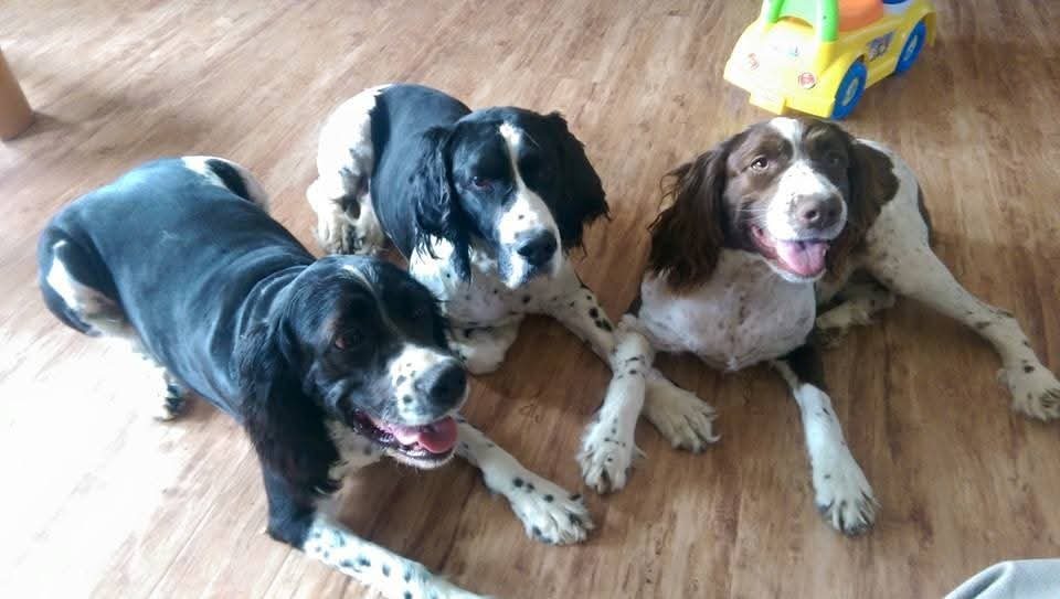 Young Maggie grinning on the floor next to two black and white Springers.