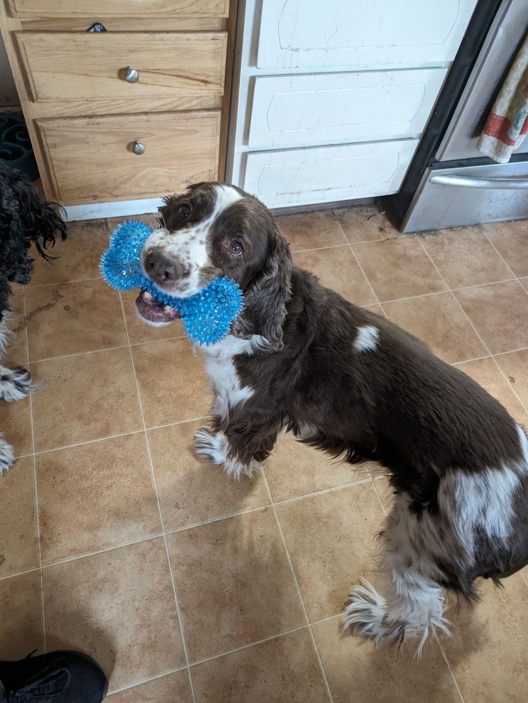 Maggie in the kitchen holding a blue spiky toy.