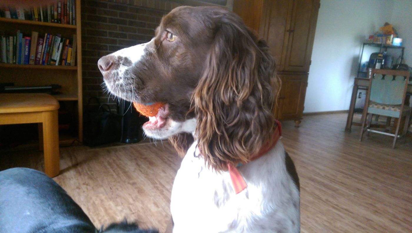 Young Maggie in profile, holding an orange ball in her mouth.