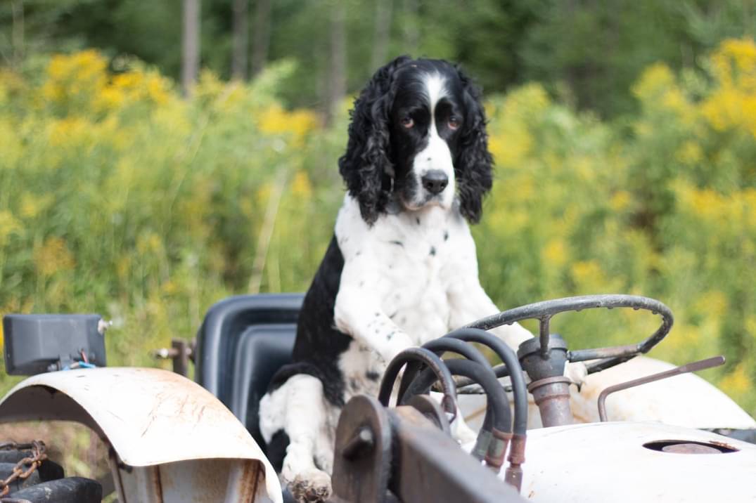 Otto, a black and white Springer, sitting in an old tractor’s seat with his paws on the steering wheel.