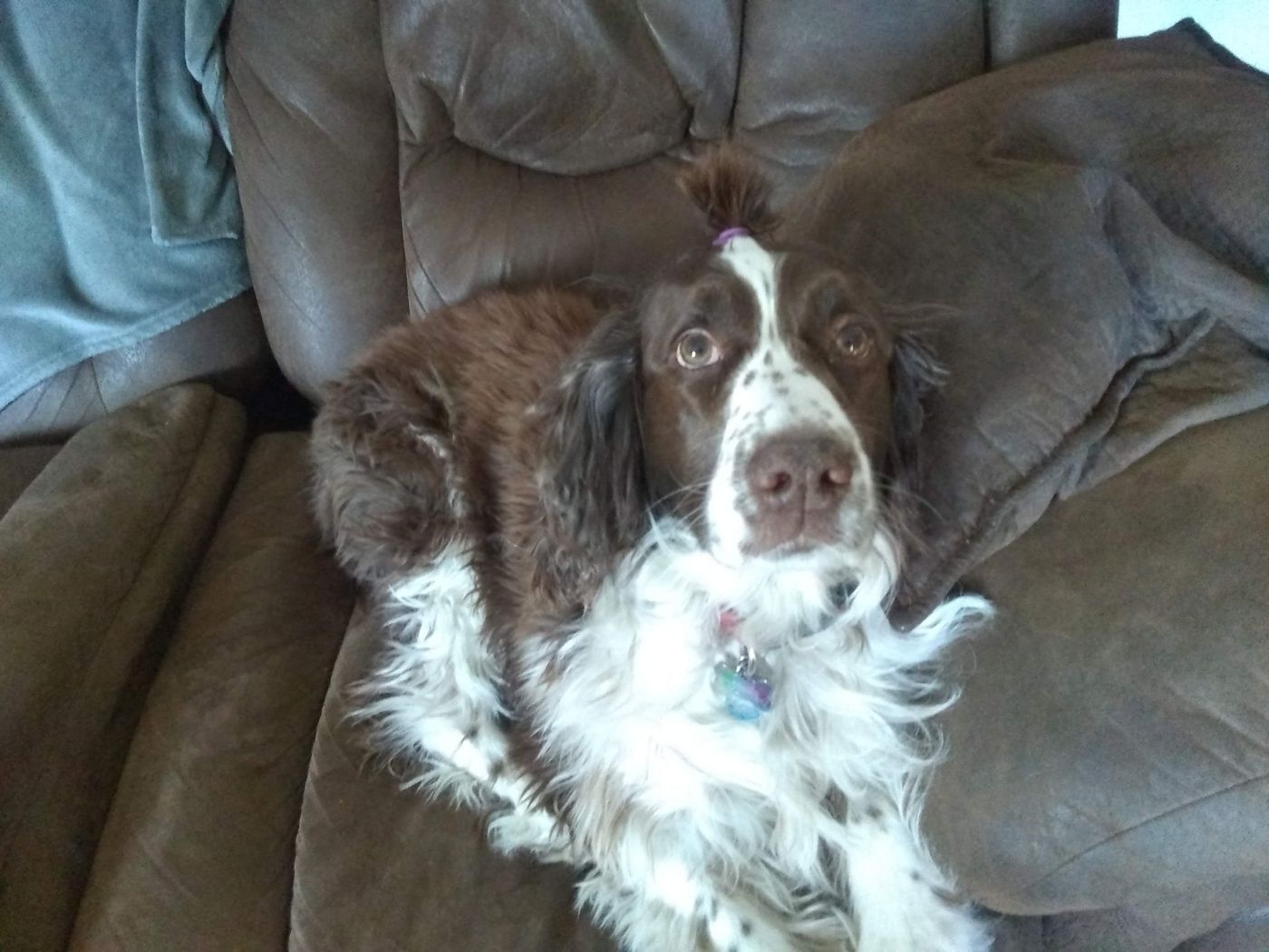 Maggie on the couch with the fur on top of her head tied up in a little purple ponytail.