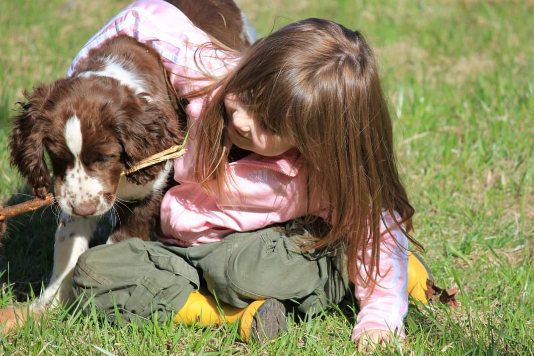 A little girl in a pink jacket leaning over puppy Maggie, who has a stick in her mouth.