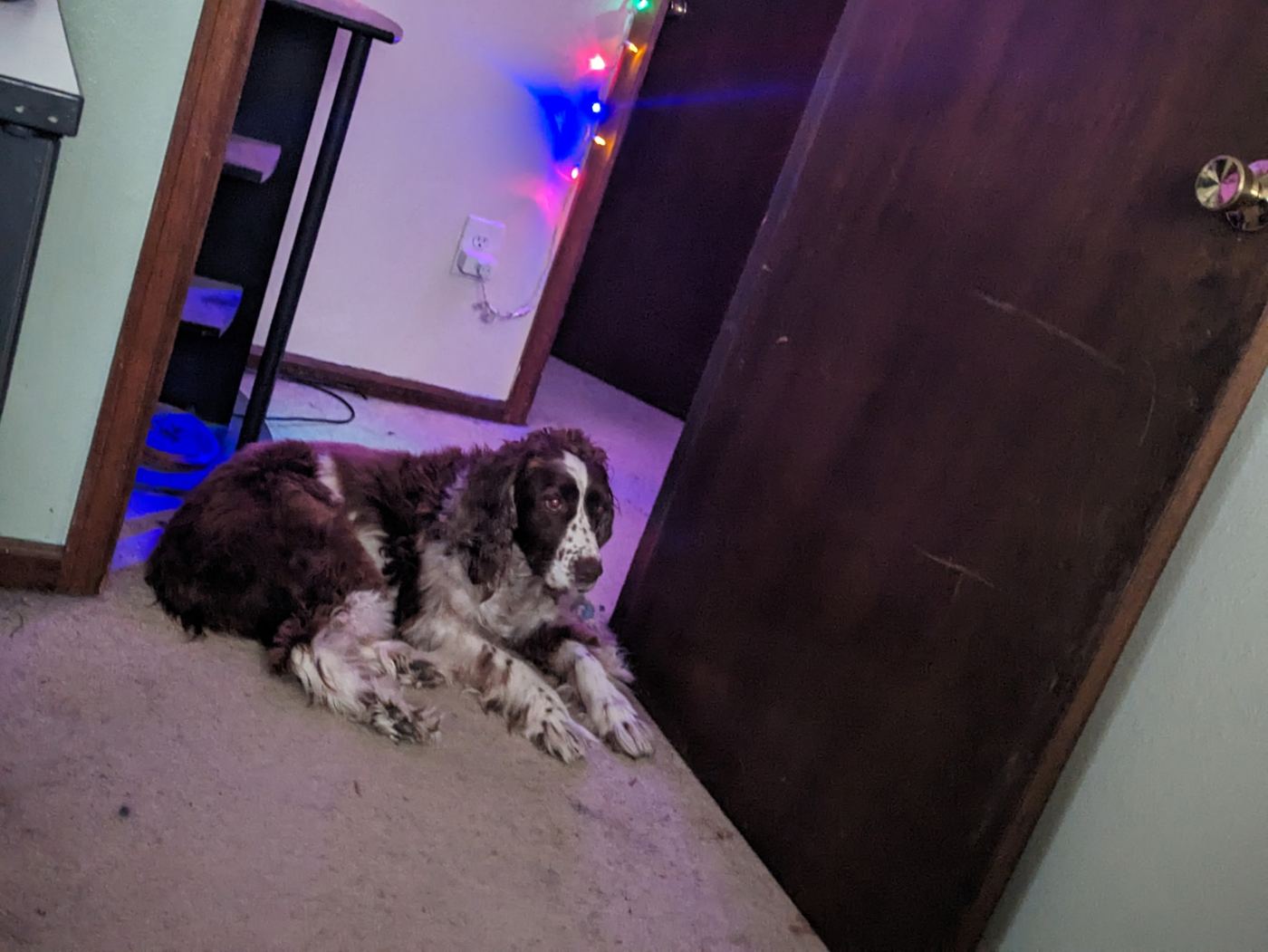 Maggie lying in a doorway lit by colorful string lights.