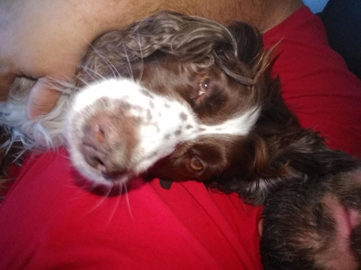 Maggie upside down and half asleep, snuggled against someone in a red shirt.