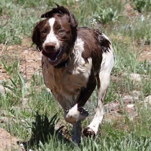Young Maggie running through a field, soaking wet, ears flying.