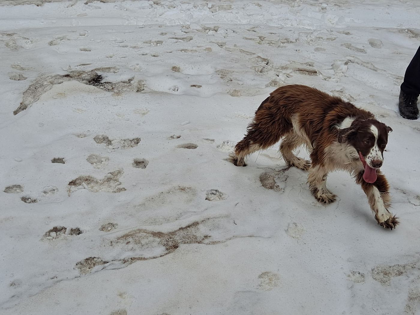 Maggie trotting across a snowfield, tongue out.