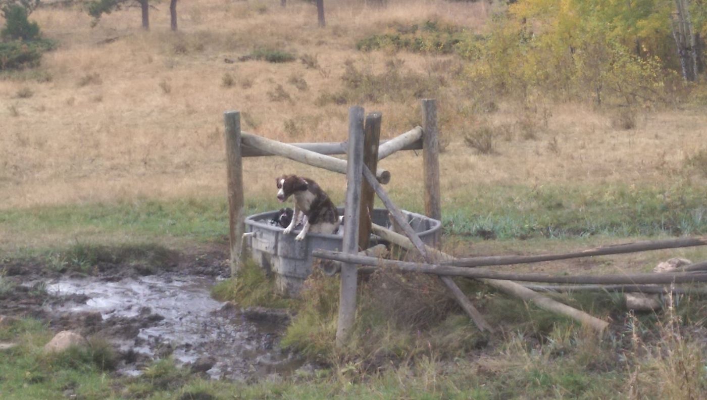 Maggie perched on the edge of a stock tank in a mountain meadow, with Otto in the water behind her.