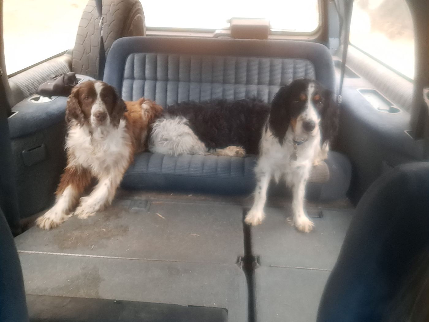 Maggie and two other dogs riding in the back of an old SUV.