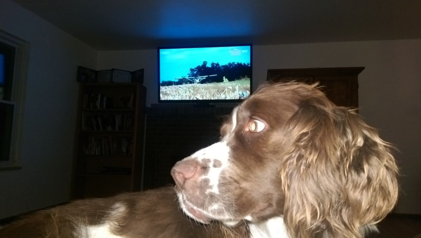 Maggie giving a sideways look in the living room, with a small plane on the TV behind her.