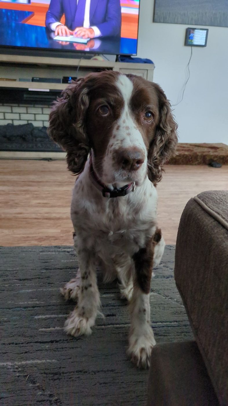 Maggie sitting on the living room rug, looking up.