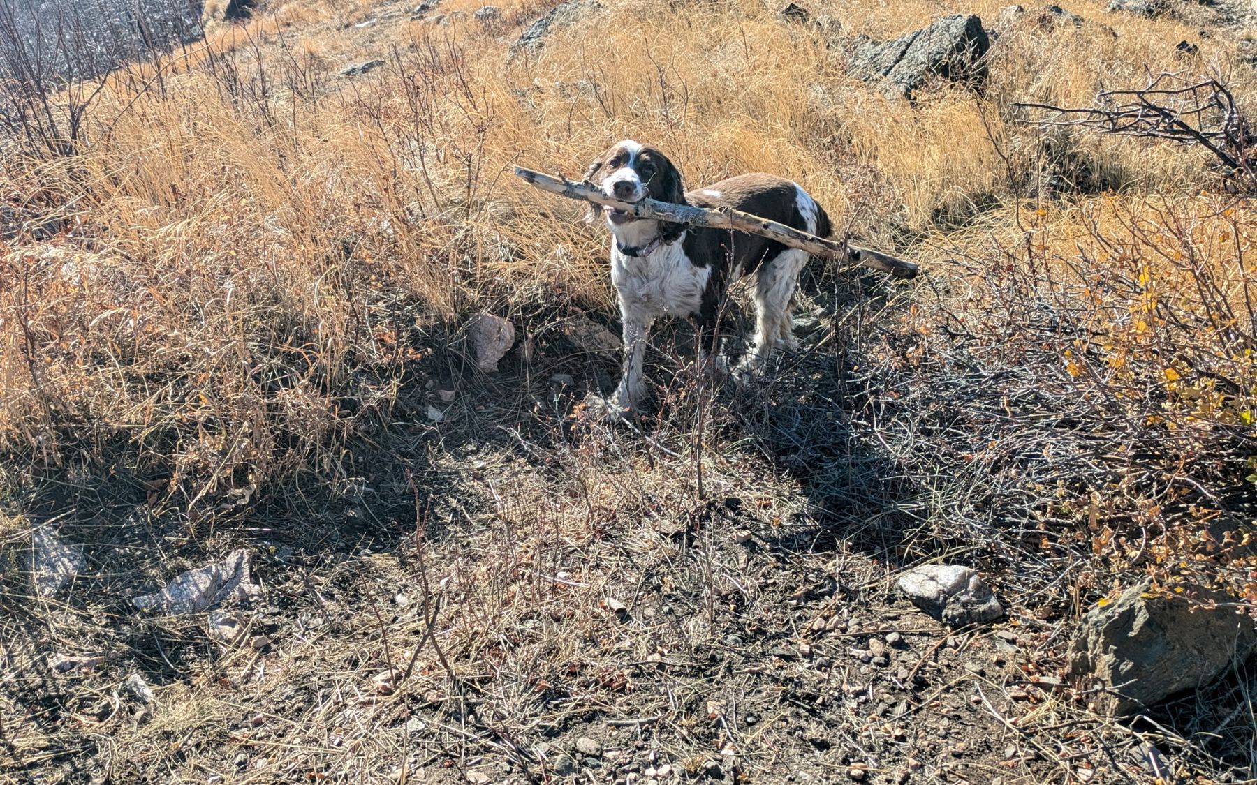 Maggie on a mountainside in golden fall grass, holding a stick wider than she is.