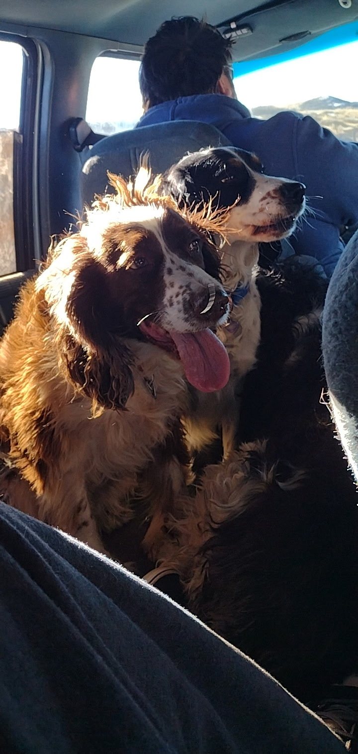 Maggie riding in the back seat in the sun, tongue out, with a black and white Springer beside her.