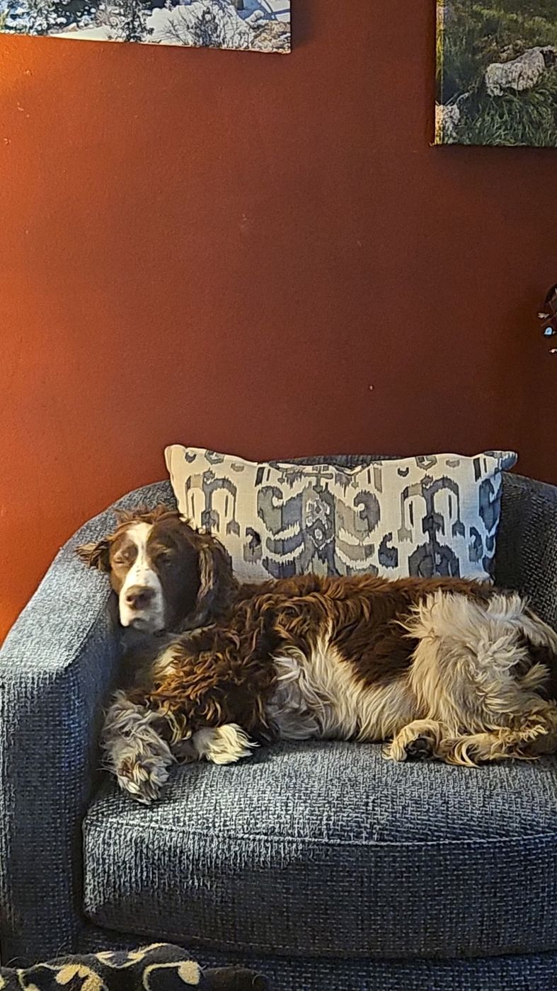 Maggie curled up on a blue armchair, giving the camera a sleepy side-eye.