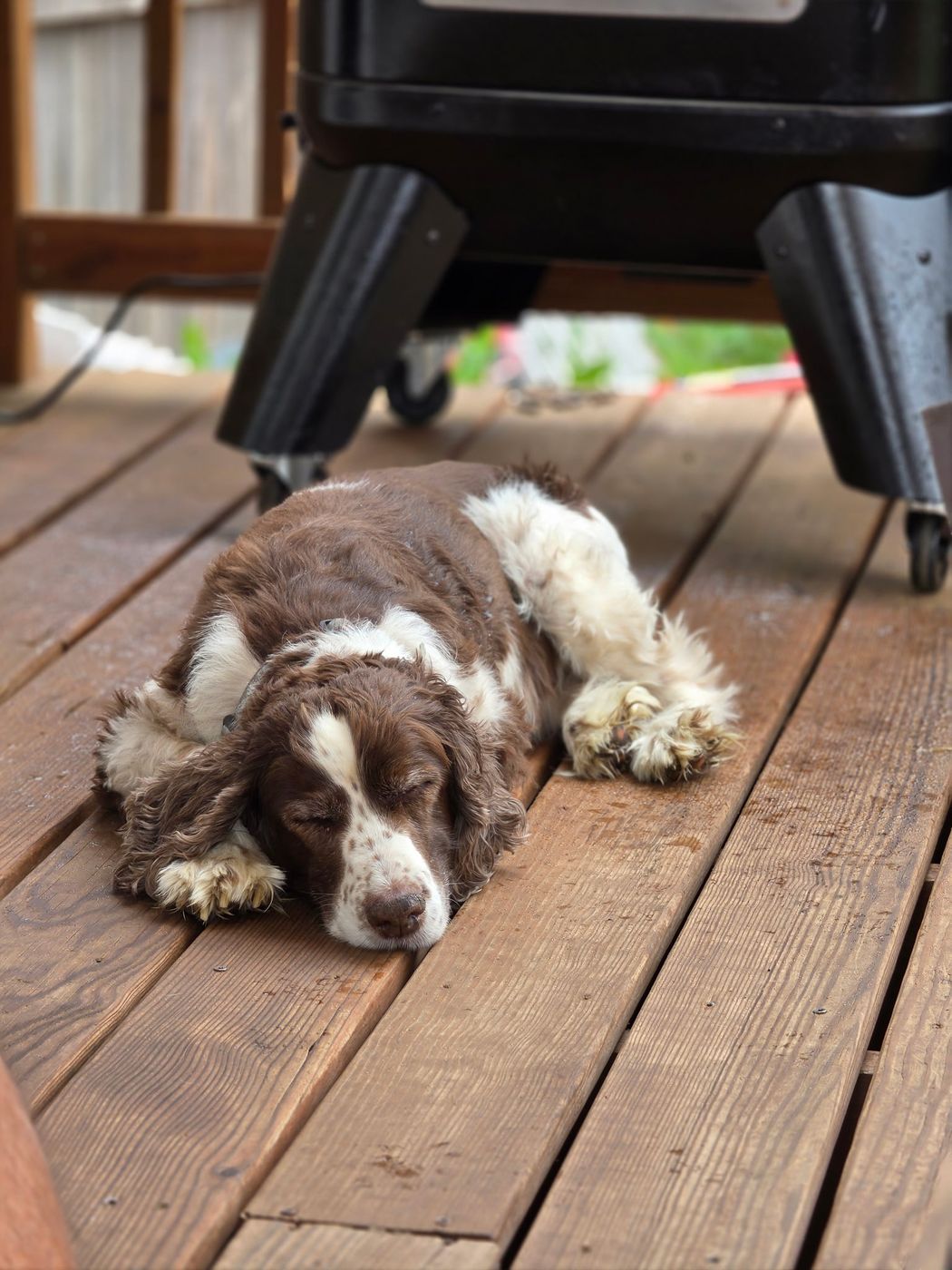 Maggie asleep on the deck, paws tucked together.