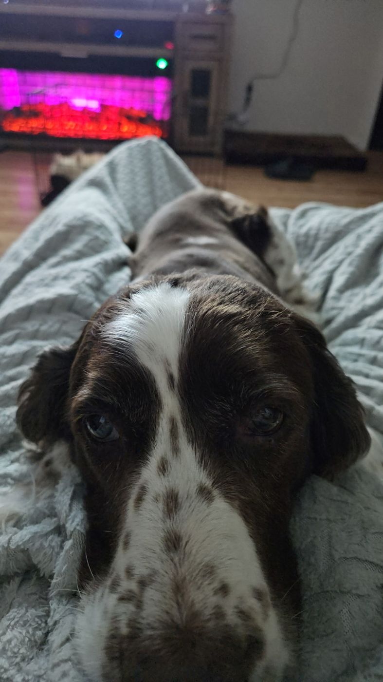 Maggie stretched out on a blanket, looking straight up at the camera.