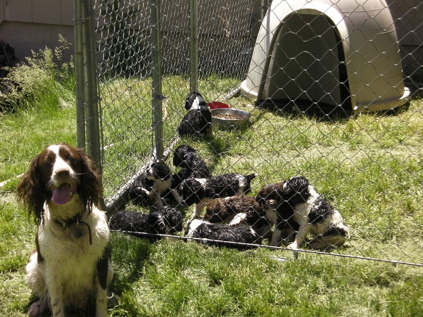 Maggie sitting in the grass with her tongue out, her litter of puppies behind the kennel fence.