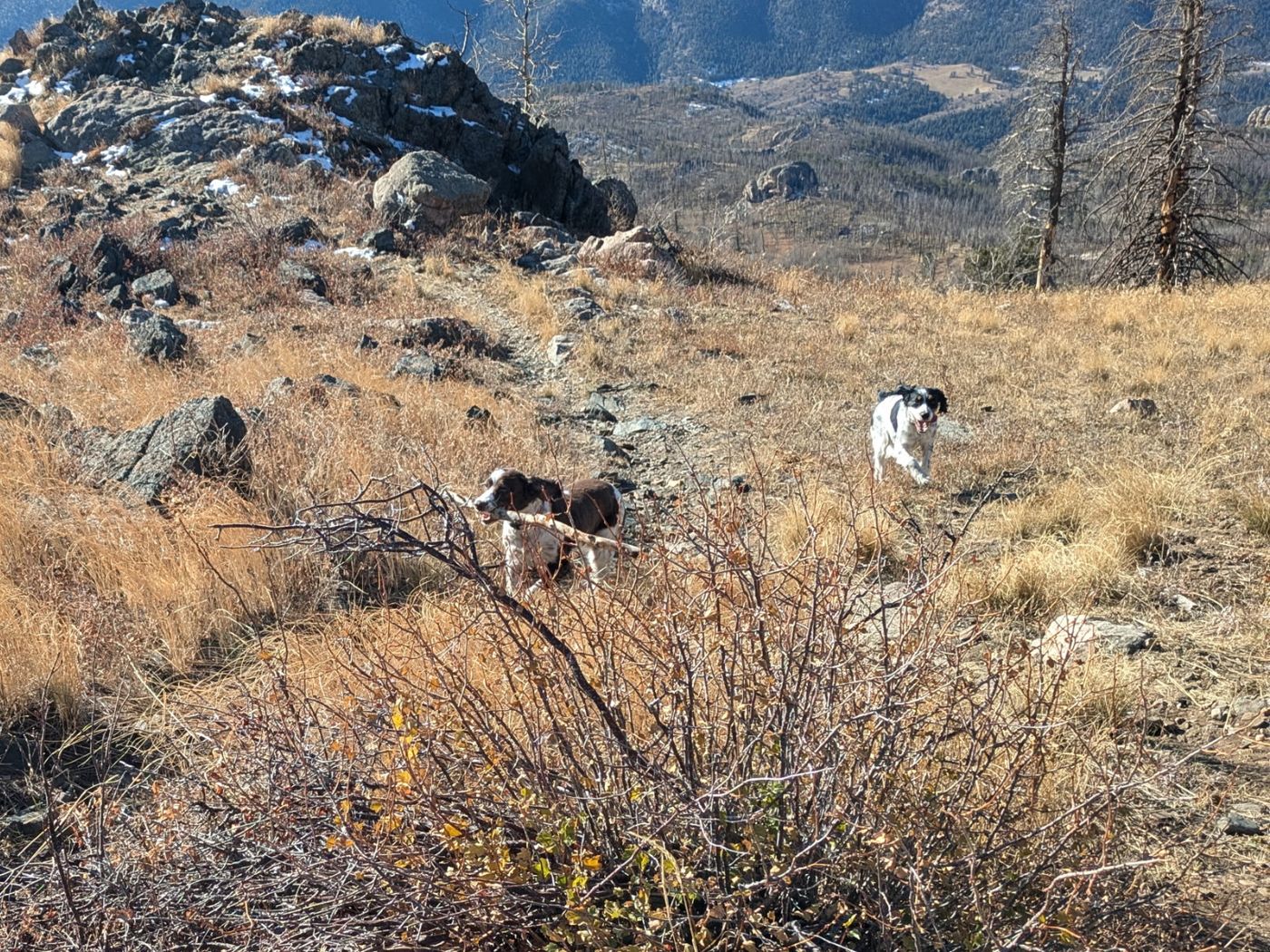 Maggie carrying a stick along a rocky mountain ridge while another dog runs behind her.