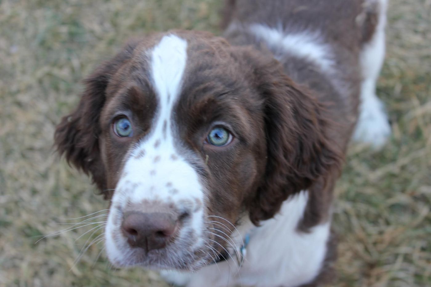 Maggie as a puppy, looking up with blue eyes.