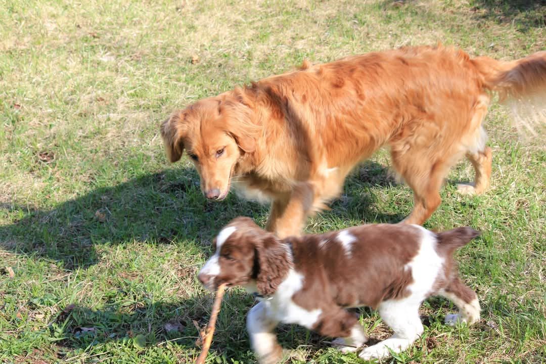 Puppy Maggie trotting off with a stick while a golden dog follows.