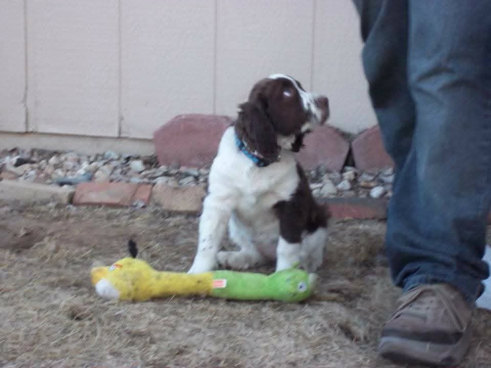 Puppy Maggie sitting next to a long yellow and green plush toy.
