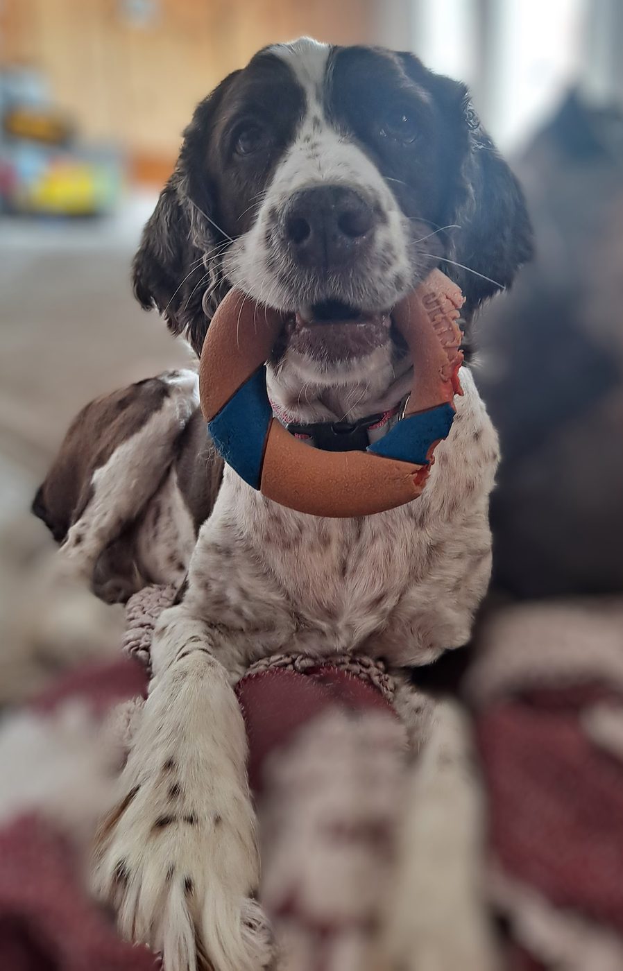 Maggie lying on a blanket with her orange and blue ring toy, looking at the camera.