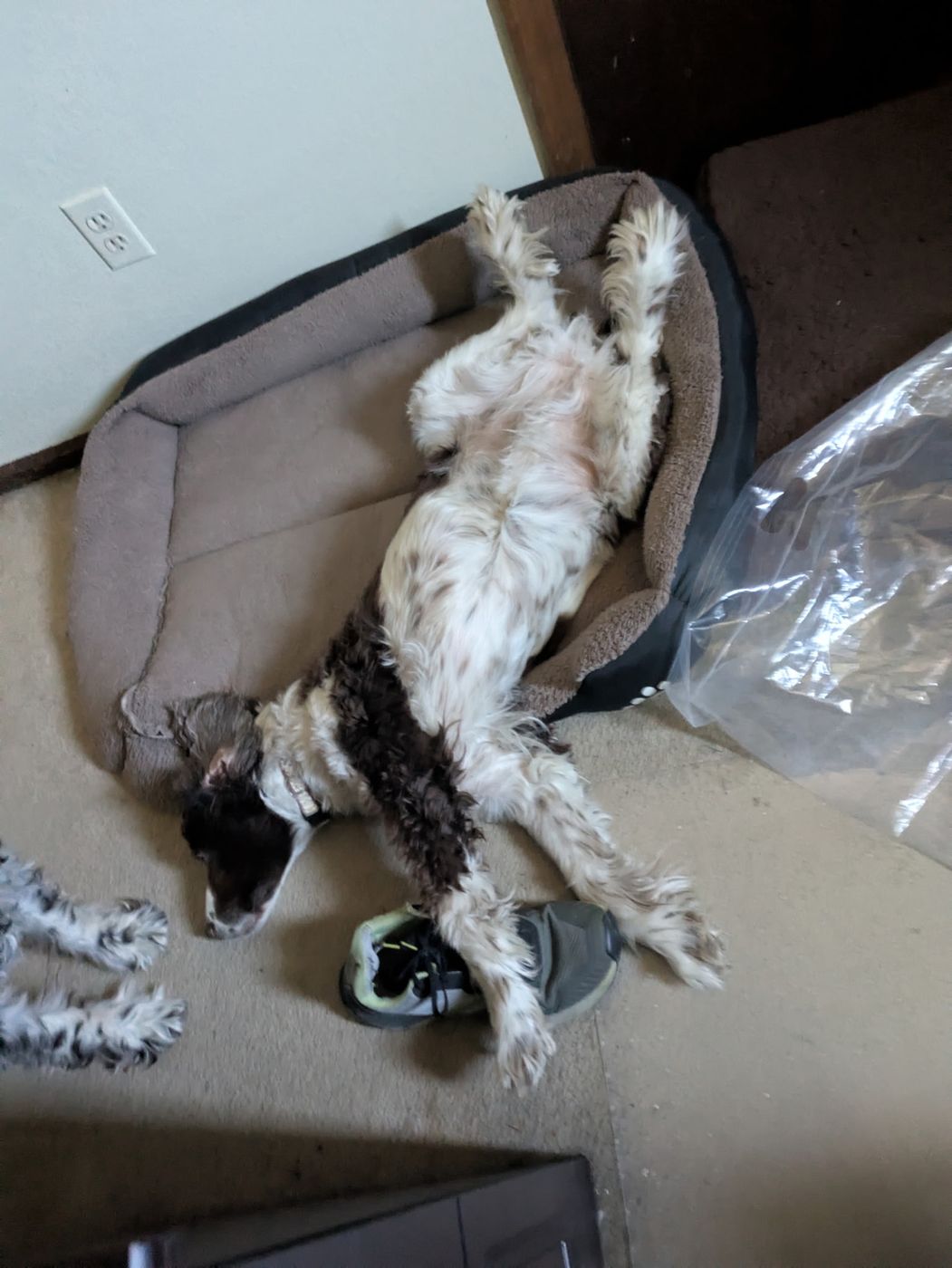 Maggie upside down across her dog bed, legs sprawled over a shoe.