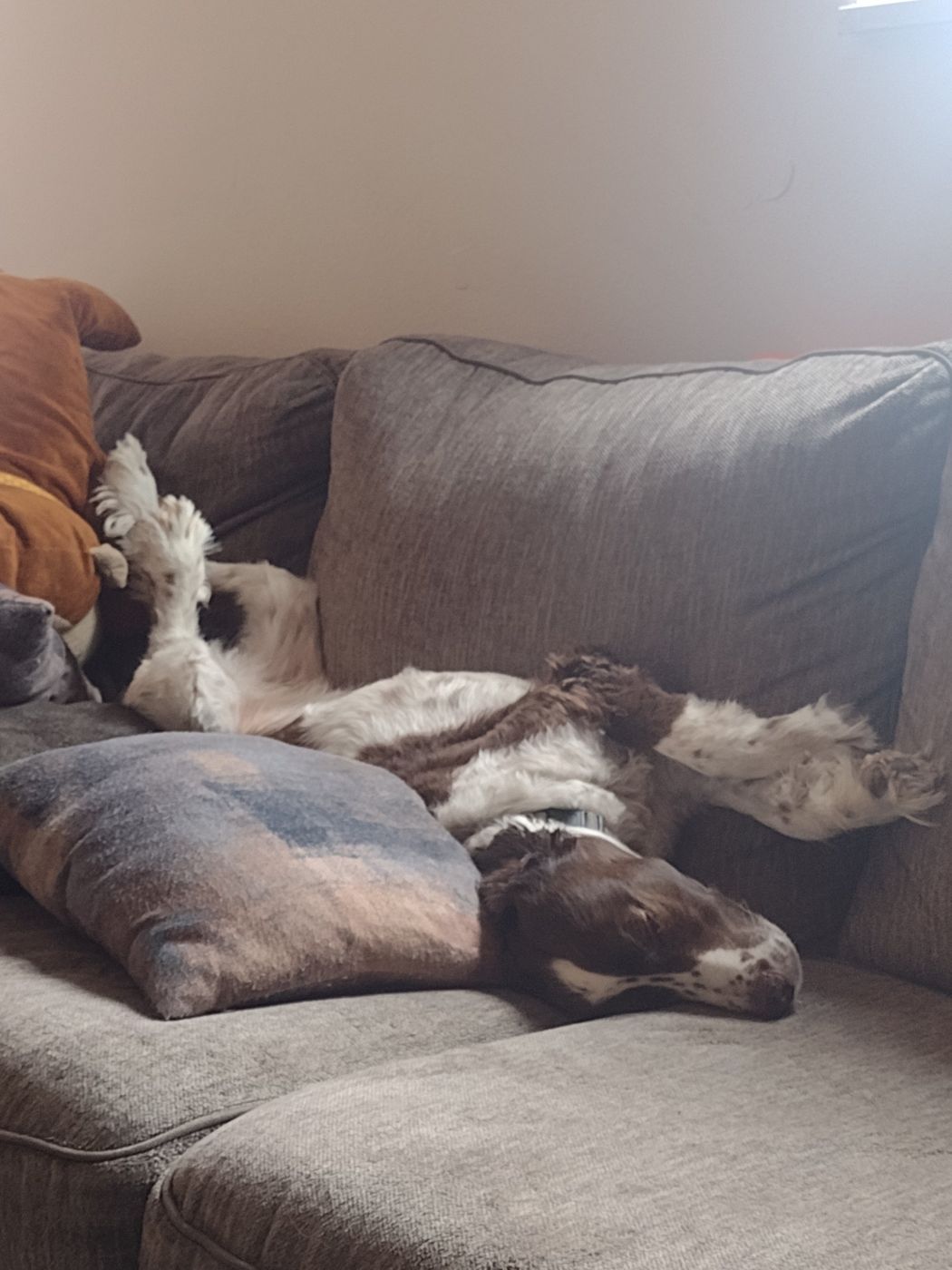 Maggie upside down on the couch, paws in the air and head hanging off the cushion.
