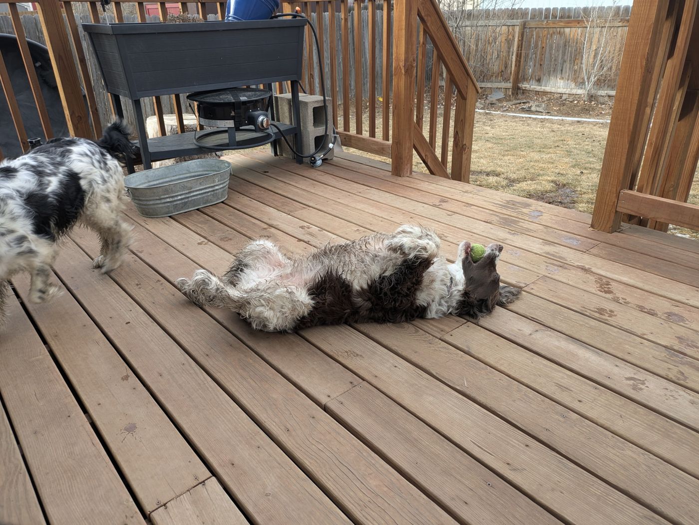 Maggie belly-up on the deck with a tennis ball still in her mouth.