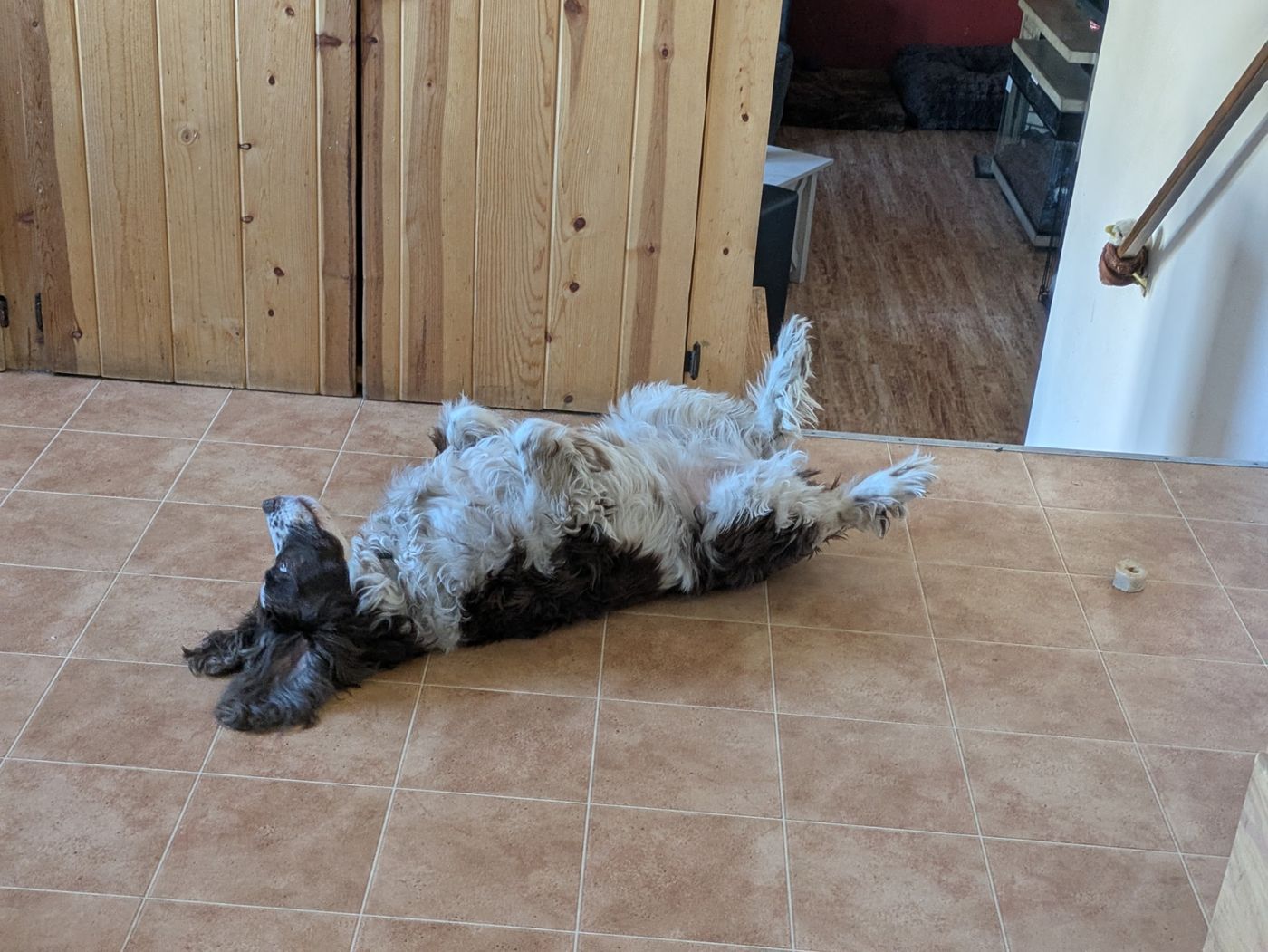 Maggie belly-up on the tile floor, feet in the air.