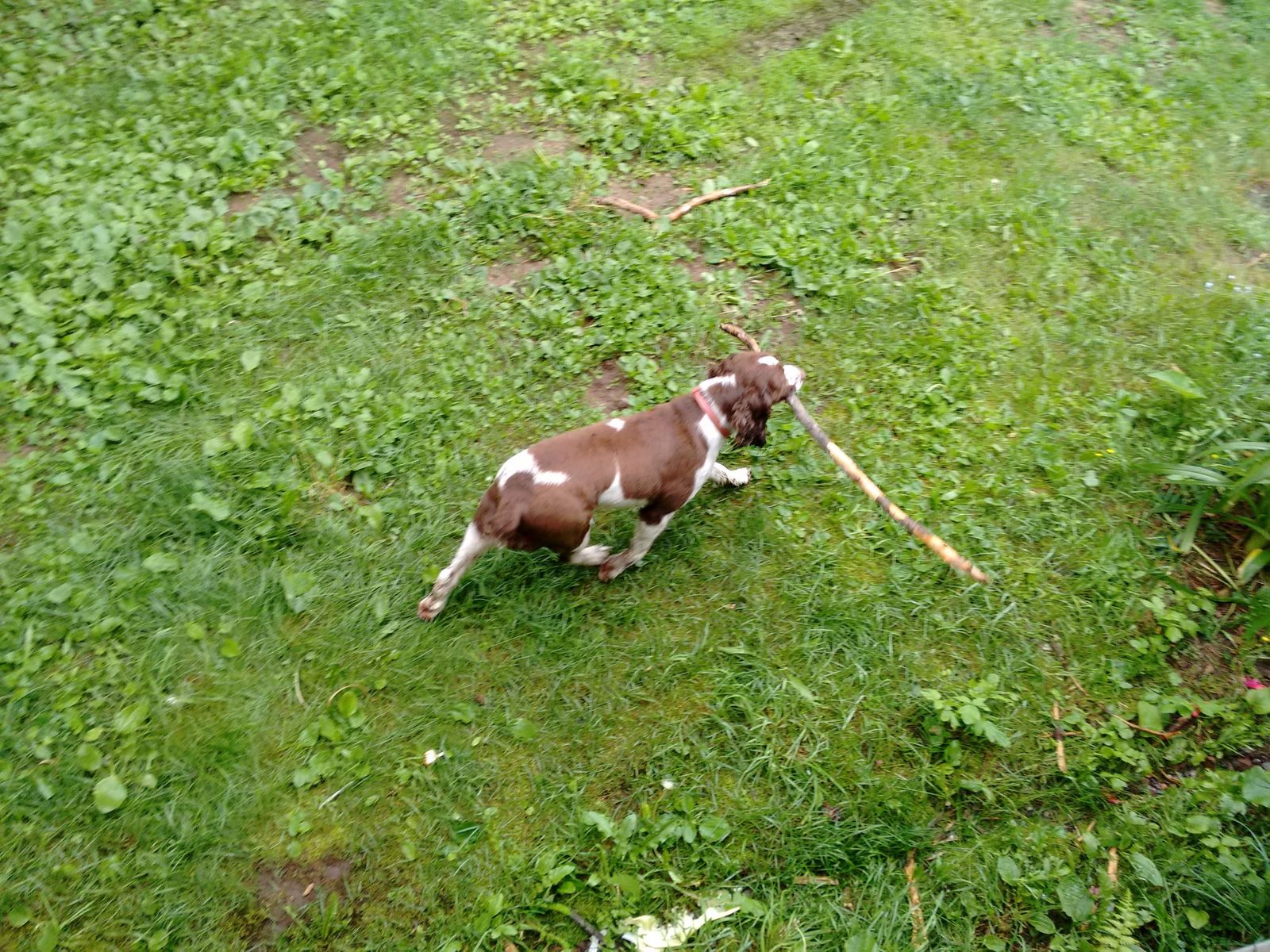 Young Maggie trotting across the grass with a long stick in her mouth.