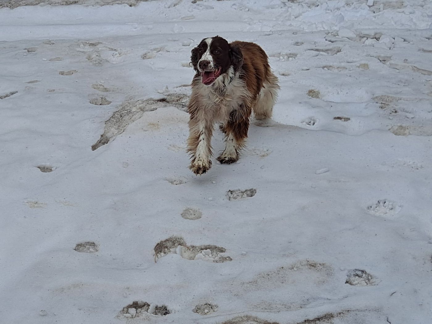 Maggie running straight at the camera across a snowfield, tongue out.