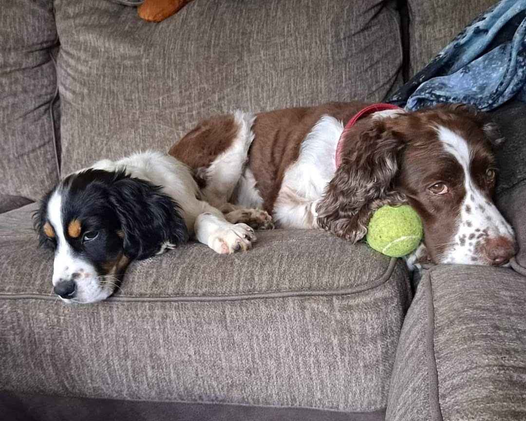 Maggie resting on the couch with a tennis ball beside Miso, a sleepy black, white and tan puppy.