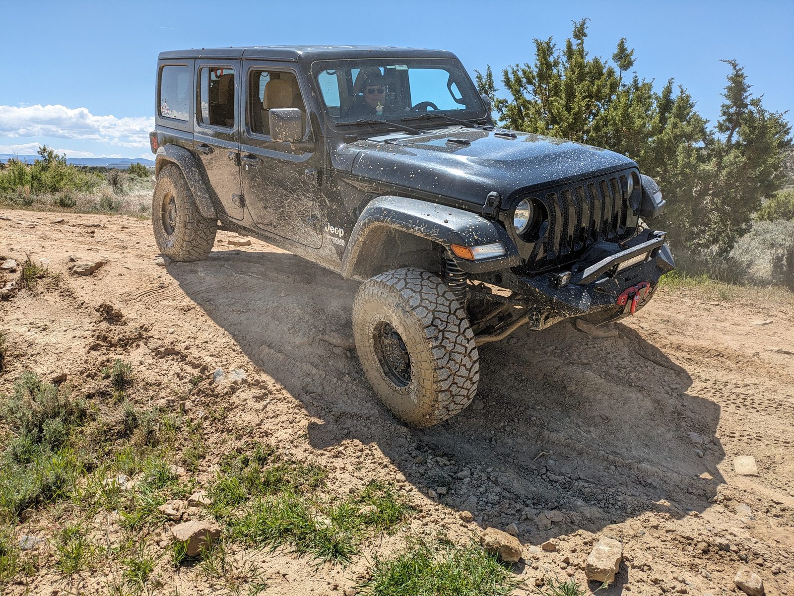 Sucia, splashed with mud, coming over a dusty rise between the junipers